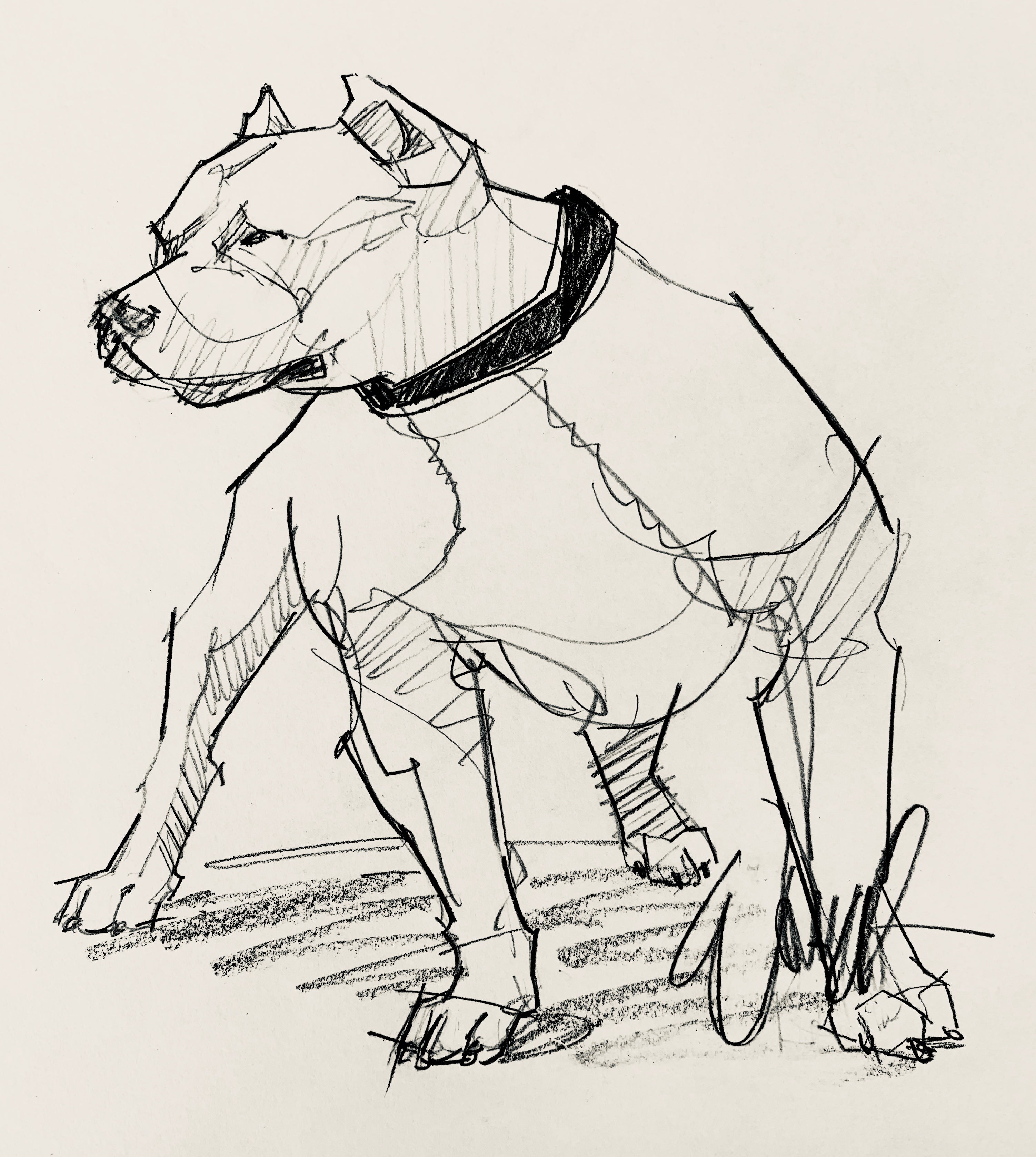 Custom Pet Portrait Painting or Sketch