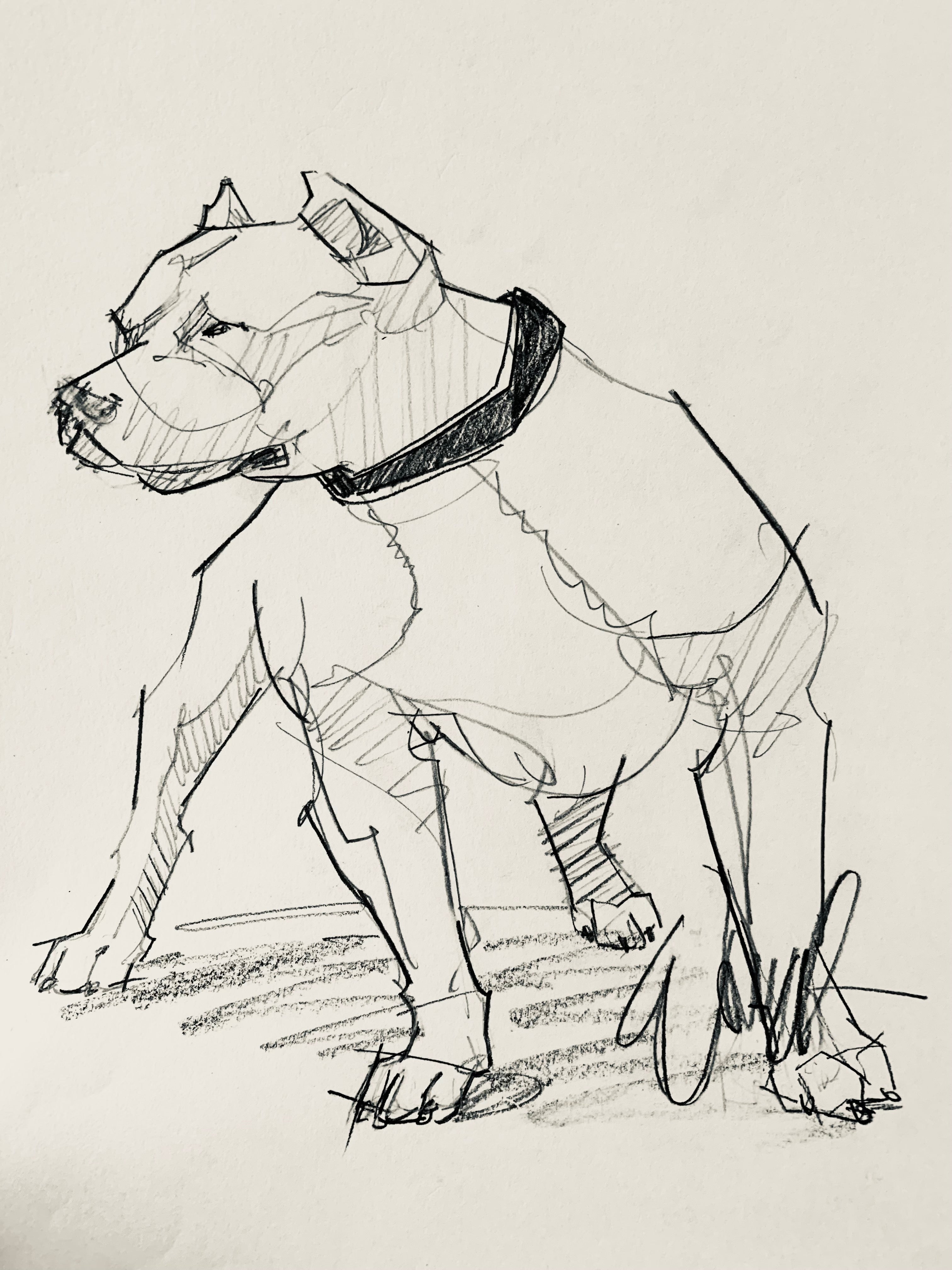 Reservoir (Pit Bull) Original Sketch